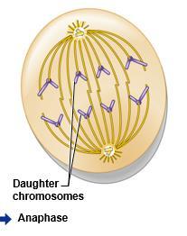 Anaphase Chromosomes are pulled apart and toward