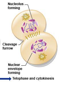 Telophase Chromosomes uncoil to become chromatin Nuclear envelope reforms around chromatin Spindles break down and disappear
