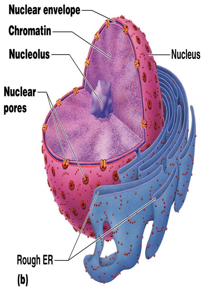 Nuclear envelope (membrane) Barrier of the nucleus Consists of a double membrane Where membrane fuses, becomes nuclear pore Contains