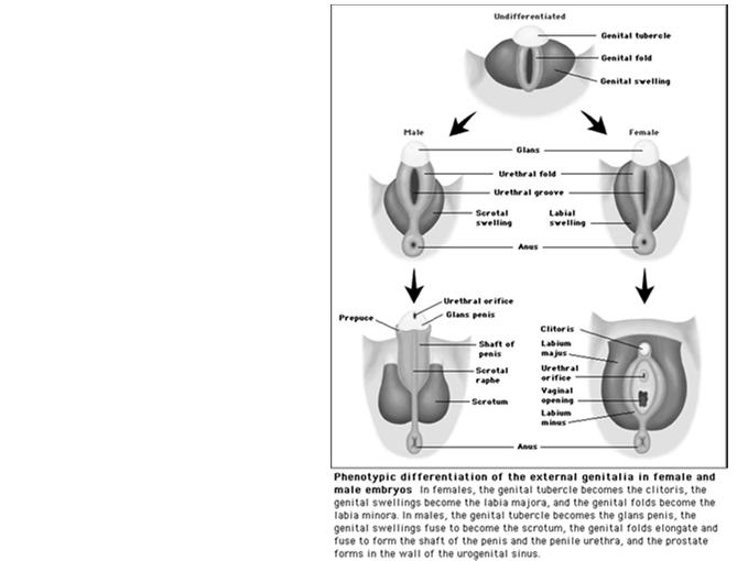 androgen (DHT) leads to differentiation Genital tubercule Corpora cavernosa of penis or clitoris Urethral