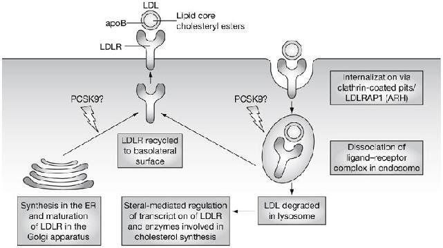 Figure 3 The LDL-receptor pathway for uptake and degradation of LDL Soutar AK and Naoumova RP (2007)