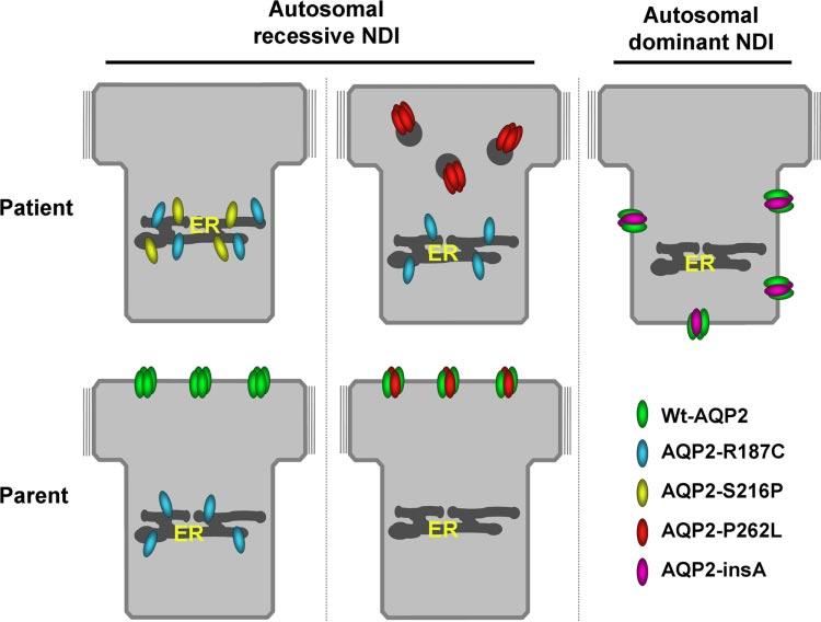 Invited Review F264 Fig. 5. Cellular fate of AQP2 mutants in the different forms of autosomal recessive or dominant NDI.