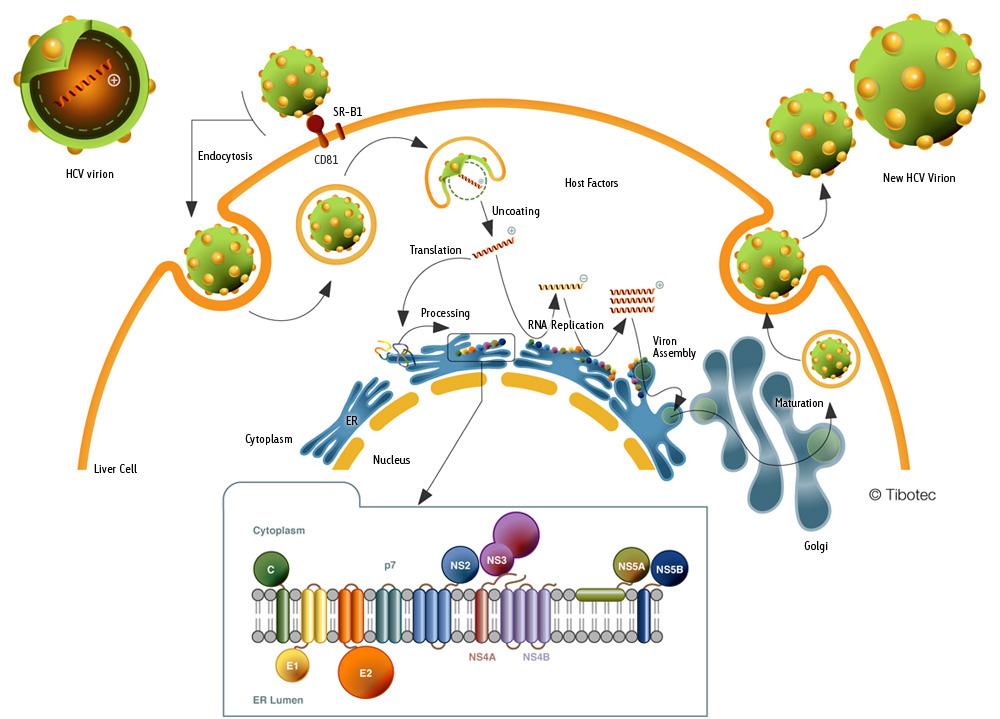 The HCV Lifecycle: Multiple Targets Polymerase Inhibitors