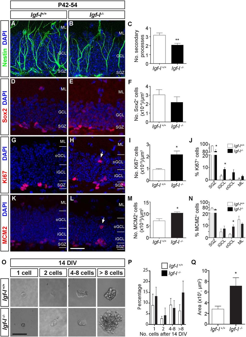 Figure 1. Effect of Igf-I deletion on hippocampal neural stem cells and proliferative cells.