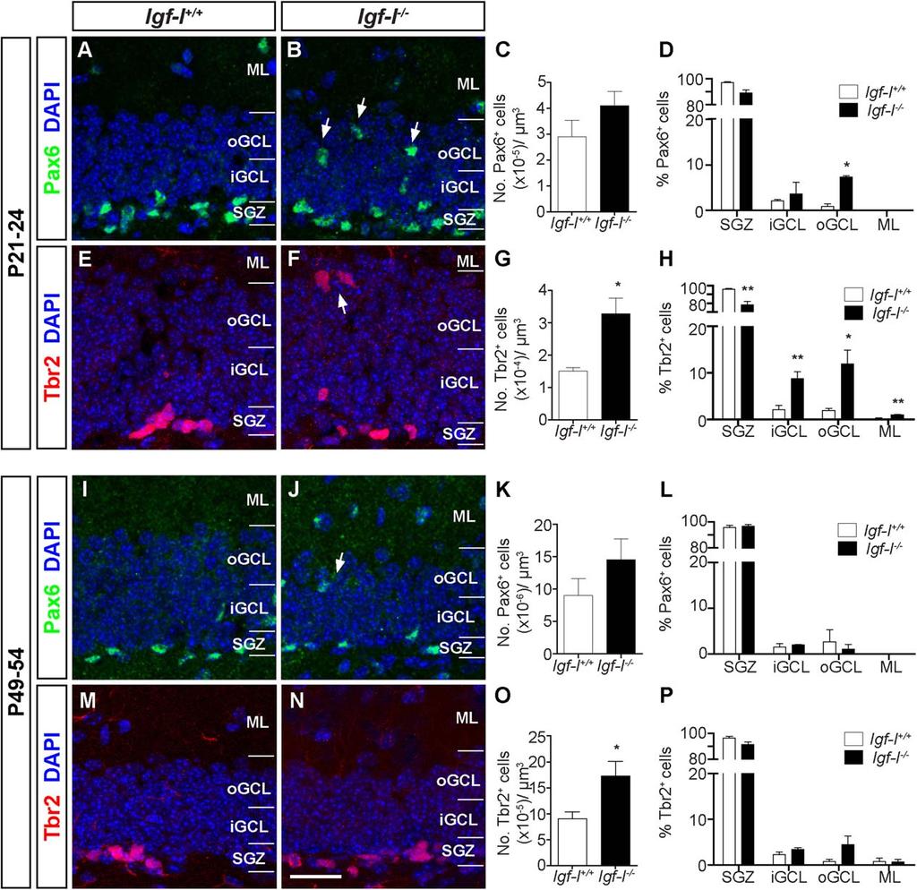 Nieto-Estevez, Oueslati-Morales, Li et al. 5 Figure 2. Increased number and altered distribution of Tbr2 1 -intermediate neuronal progenitors in the dentate gyrus of Igf-I 2/2 mice.