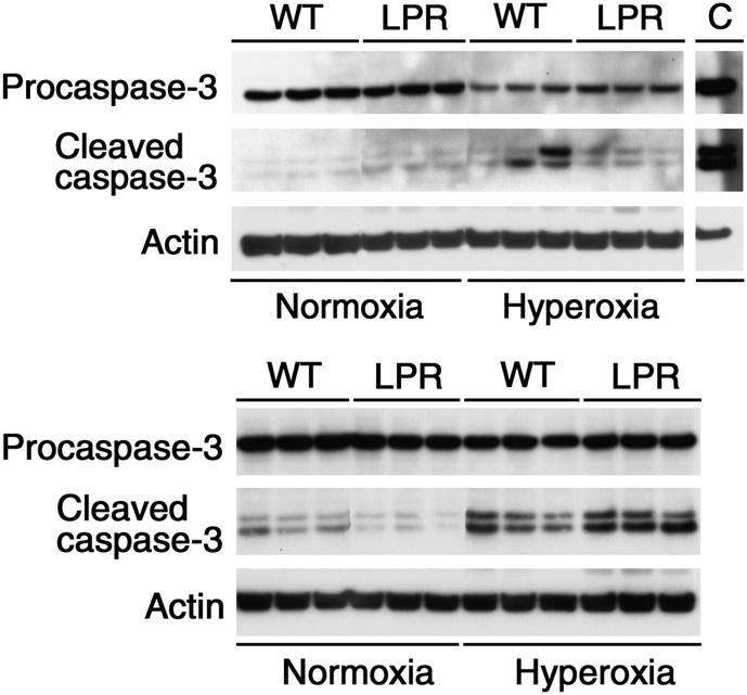 Mao, Gundavarapu, Patel, et al.: Protective Role of Fas in Hyperoxic Lungs 725 Figure 6. Western blot analysis of caspase-3 cleavage.