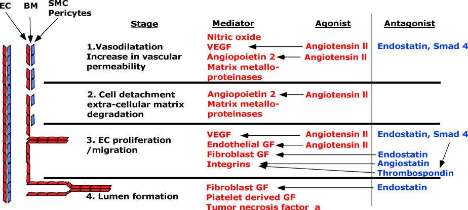 Angiogenesis 3