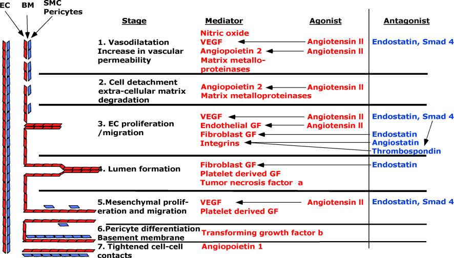 Angiogenesis 5-7 Conclusions Hepatic factor affected by first pass circulation in the lungs Excess of antiogenic factor(s) Deficit of anti-angiogenic factor(s) With multiplicity of factors involved
