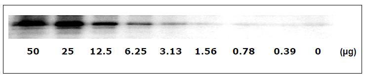B). Western-Blot Analysis Performance Characteristics Sensitivity The A431 cells were treated with 100 ng/ml recombinant human EGF for 20 minutes to induce phosphorylation of EGF R.