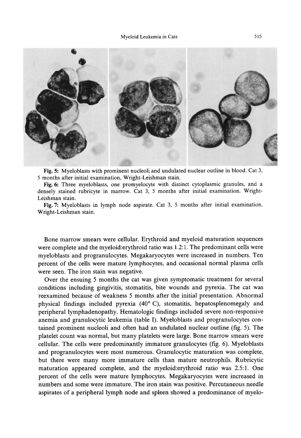 Myeloid Leukemia in Cats 5 I5 Fig. 5: Myeloblasts with prominent nucleoli and undulated nuclear outline in blood. Cat 3, 5 months after initial examination, Wright-Leishman stain. Fig. 6 Three myeloblasts, one promyelocyte with distinct cytoplasmic granules, and a densely stained rubricyte in marrow.