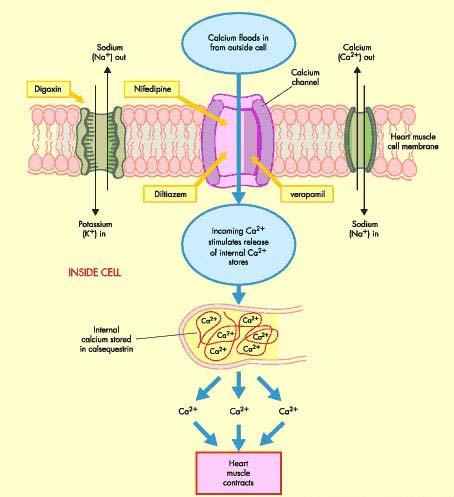 Cellular mechanism for influx, efflux and