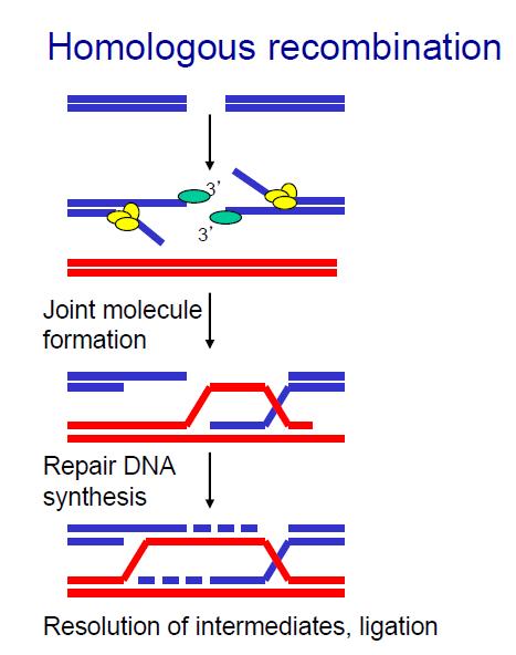 DNA repair pathways: Nucleotide Excision Repair Base Excision Repair DNA double strand break repair: - Homologus recombination (HR) - Non homologous end