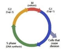 Redistribution: Redistribution: Synchrony in cells that survive irradiation -> all cells will be at the same point in cell cycle