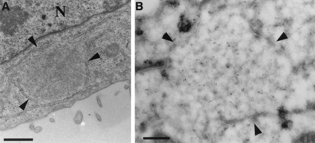 8324 SANCHO ET AL. J. VIROL. FIG. 4. Viral DNA replication site in HeLa cells infected with MVA at 4h30minpostinfection.