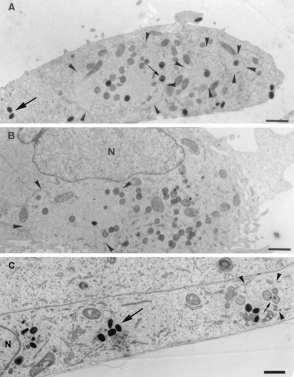 VOL. 76, 2002 MVA MORPHOGENESIS IN HeLa CELLS 8325 FIG. 5. Epon sections of HeLa cells infected with WR (A) or MVA (B) or BHK cells infected with MVA (C) at 8 h postinfection.