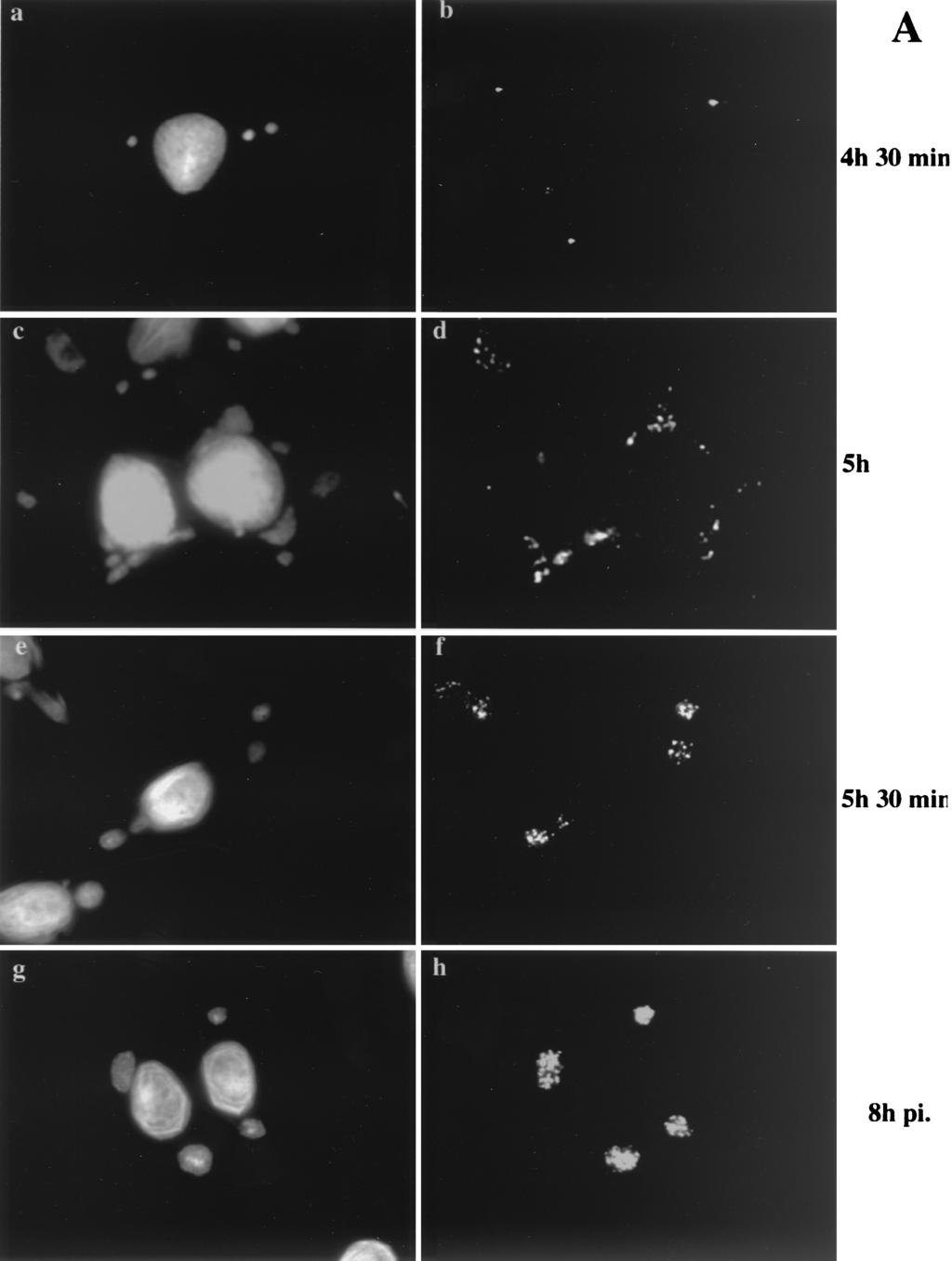 8326 SANCHO ET AL. J. VIROL. FIG. 6. Localization of p16 at different times of infection. BHK cells (A) or HeLa cells (B) were grown on coverslips and infected with MVA at an MOI of 10.