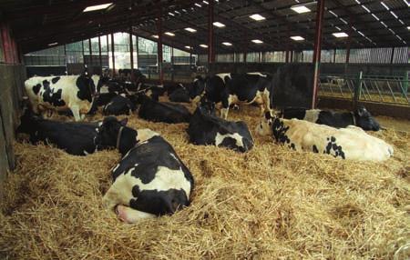 5. This will lead to increased volatile fatty acid production and improved rumen efficiency How does Acid Buf condition the rumen? 1. By holding the rumen ph between 5.5 and 6.