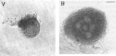 REVIEW: SMALL OVARIAN FOLLICLES IN VITRO 435 Fig. 2. In vitro growth of manually-isolated mouse follicles cultured for 6-days in non-spherical system. A.