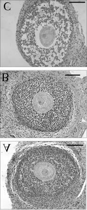 REVIEW: SMALL OVARIAN FOLLICLES IN VITRO 439 sheep granulosa cell-oocyte complexes develops antra after 30 days of in vitro culture.