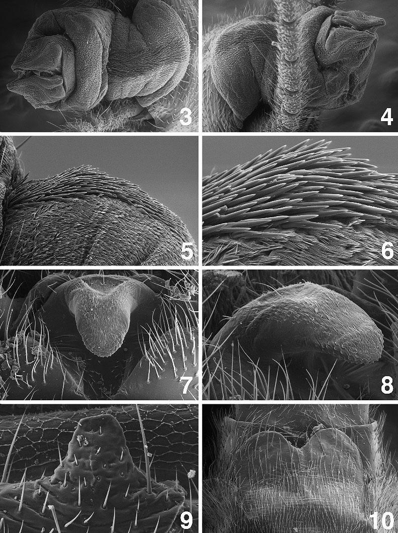 Figures 3-10. Triznaka wallowa, Fry Meadow Creek, Oregon. 3. Male, aedeagus, ventral. 4. Male, aedeagus, lateral. 5. Male, aedeagus, ventral spine patch. 6.