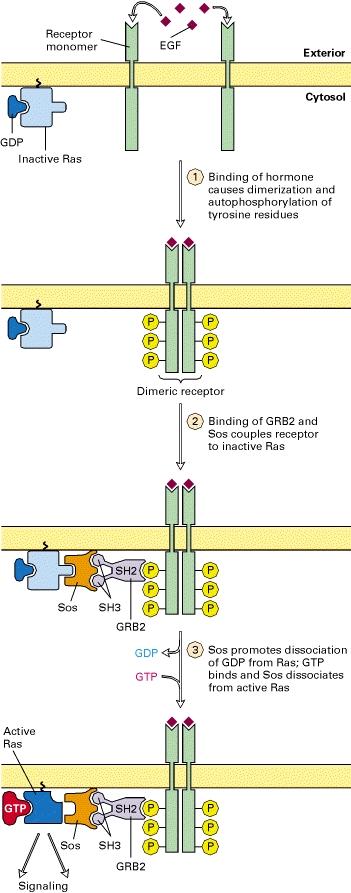Receptor Tyrosine Kinases (RTKs) Ras is a GTP-binding switch protein. Mutant Ras proteins bind to but cannot hydrolyze GTP.
