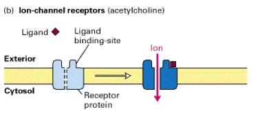 Four Classes of Receptors Ion channel receptors Ligand binding changes the conformation of the receptor to allow the movement of ions across the membrane Example: