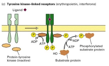tyrosine residues in target proteins. Ligand binding causes the formation of a dimeric receptor.