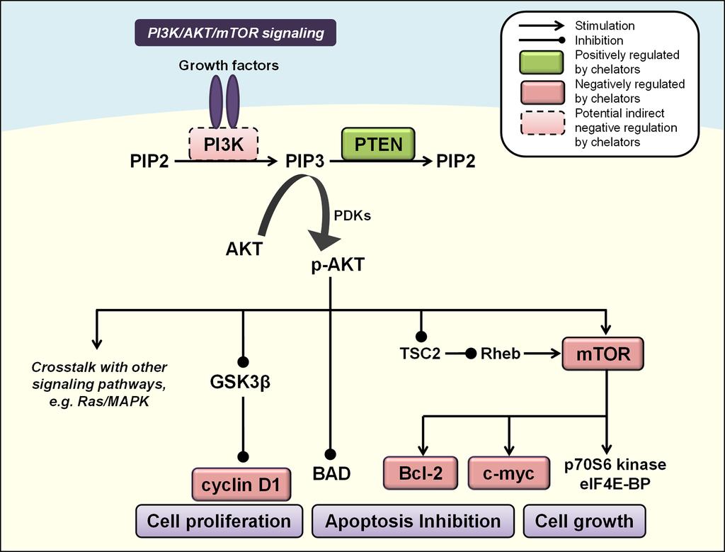 Figure 3: Iron chelators modulate PI3K/AKT signaling. Activated PI3K catalyzes the phosphorylation of PIP2 to PIP3, leading to phosphorylation and activation of AKT (p-akt).