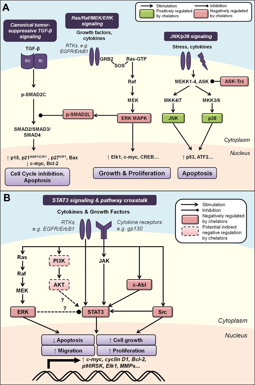 Figure 4: A. Iron chelation modulates mitogen-activated protein kinase (MAPK) signaling.