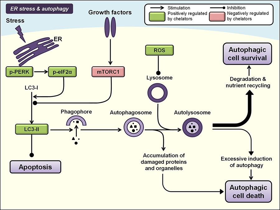Figure 6: Iron chelation modulates ER stress and autophagy pathways. Autophagy involves the formation of double-membrane vesicles from phagophores, i.e., autophagosomes, which engulf cytoplasmic contents and organelles.