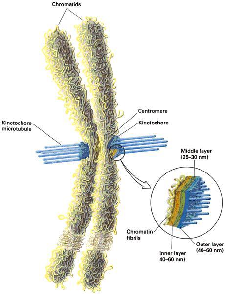 Chromosomes Daughter chromatids are bound at the centromere. Kinetochore is where microtubules attach during mitosis (more later).