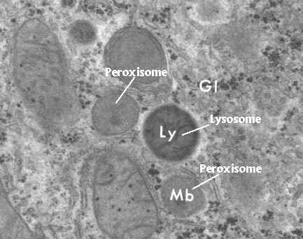 Peroxisomes Vesicles that contain crystalline core of oxidative