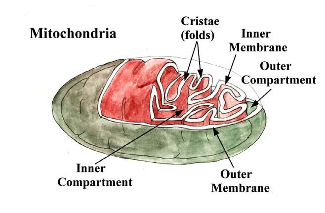 Mitochondria From the inside out: The matrix contains mito DNA, ribosomes, other proteins.