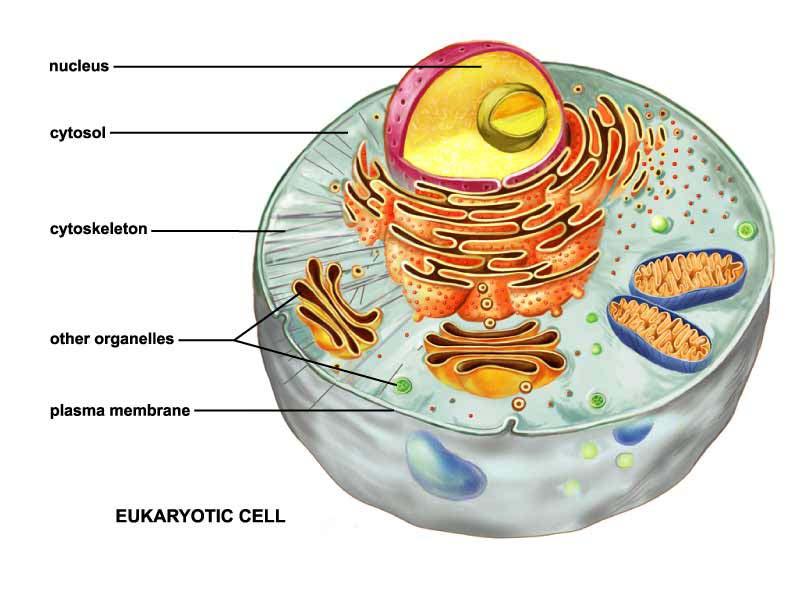 Eukaryotic Cells nucleolus rough
