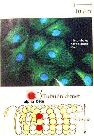 Microtubules Made of non-covalently bound tubulin dimers, 24 nm wide, easy to make/break. Form cilia and flagella.