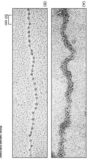 Histones Protein octamer that winds up 146bp of DNA