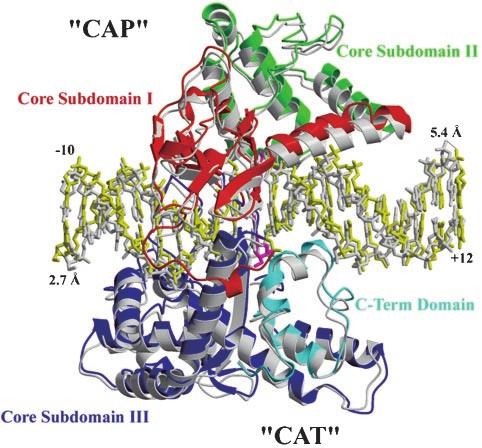 Human Topoisomerase I-Ara-C Complex 12463 TABLE I Crystallographic analysis of human topoisomerase I-Ara-C complex Resolution (Å) (highest shell) 100 3.1 (3.2 3.