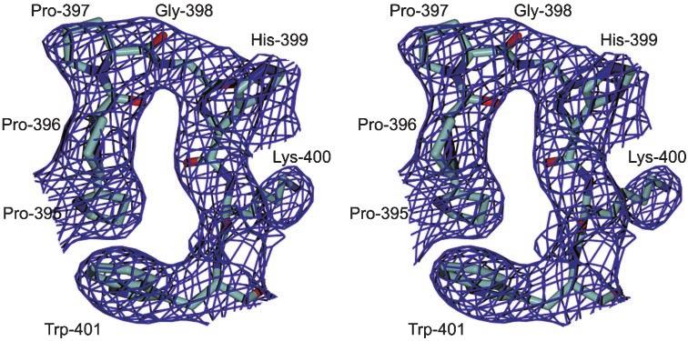 12464 Human Topoisomerase I-Ara-C Complex FIG. 3.Stereoview of electron density (2F obs F calc ) for residues 396 401 of the human topoisomerase I Ara-C complex at 3.1 Å resolution (contoured at 1 ).