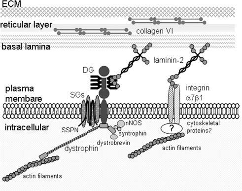 J Hum Genet (2006) 51:915 926 917 the extracellular matrix to the intracellular dystrophin cytoskeleton across the plasma membrane.