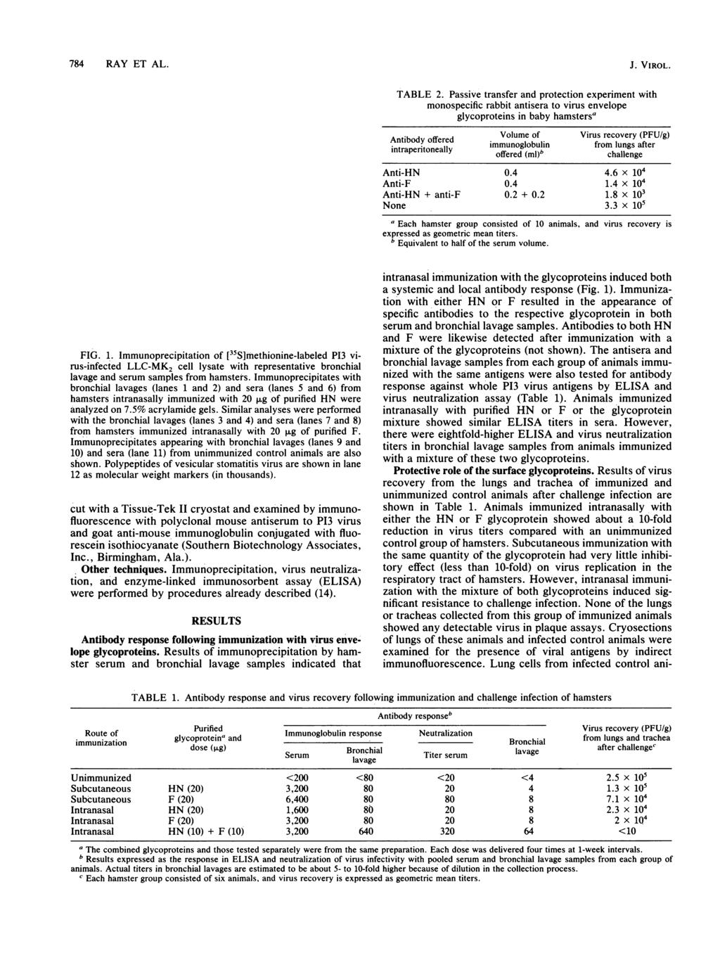 784 RAY ET AL. HN F 1 2 3 4 5 6 7 8 9 10 11 12.; W w VW 65 50 FIG. 1. Immunoprecipitation of [35S]methionine-labeled P13 virus-infected LLC-MK2 cell lysate with representative bronchial lavage and serum samples from hamsters.