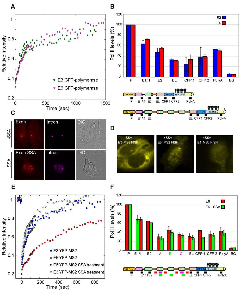 Figure 5. Dynamics of E6 mrna are affected by active splicing and not by polymerase kinetics. (A) FRAP recovery curves of transfected GFP-Pol II recruited to the E3 and E6 genes.