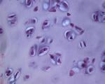 9 Identify this tissue, be specific: c Identify the indicated cell (black arrow) d Identify the indicated structure (red arrow) e What is the function of this structure 10 Identify