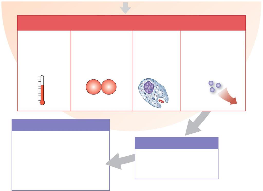 Figure 4-20 Tissue Repair Increased Local Temperature Increased Oxygen and Nutrients Increased Phagocytosis Removal of Toxins and Wastes The increased blood flow and permeability causes the tissue to