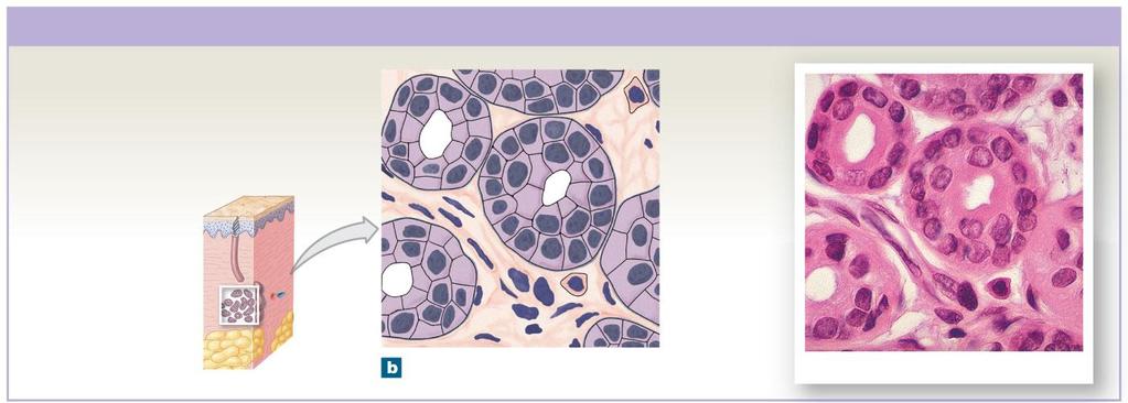 Figure 4-4b Cuboidal and Transitional Epithelia Stratified Cuboidal Epithelium LOCATIONS: Lining of some ducts (rare) FUNCTIONS: