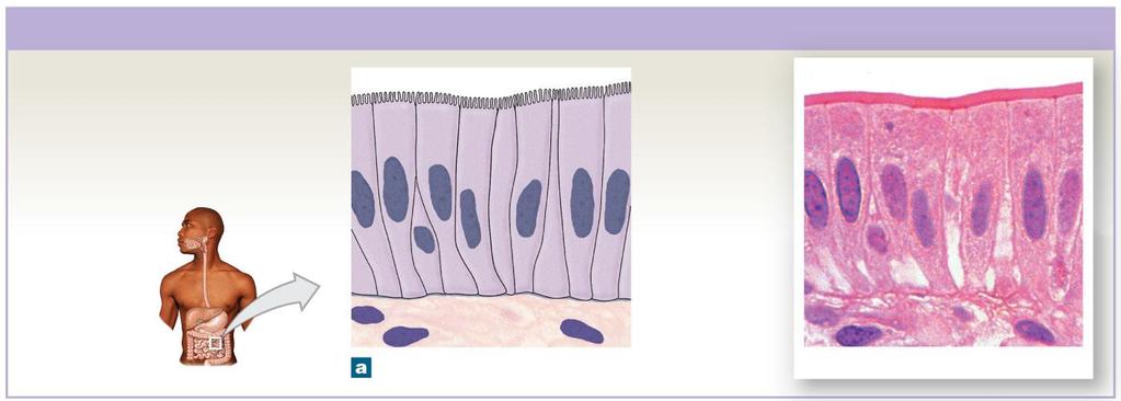 Figure 4-5a Columnar Epithelia Simple Columnar Epithelium LOCATIONS: Lining of stomach, intestine, gallbladder, uterine tubes, and collecting ducts