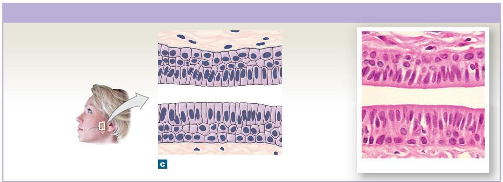 Figure 4-5c Columnar Epithelia Stratified Columnar Epithelium LOCATIONS: Small areas of the pharynx, epiglottis, anus, mammary glands, salivary gland ducts, and