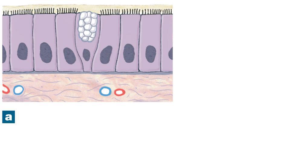 Figure 4-16a Membranes Mucous secretion Epithelium Lamina propria (areolar tissue) Mucous membranes are coated with