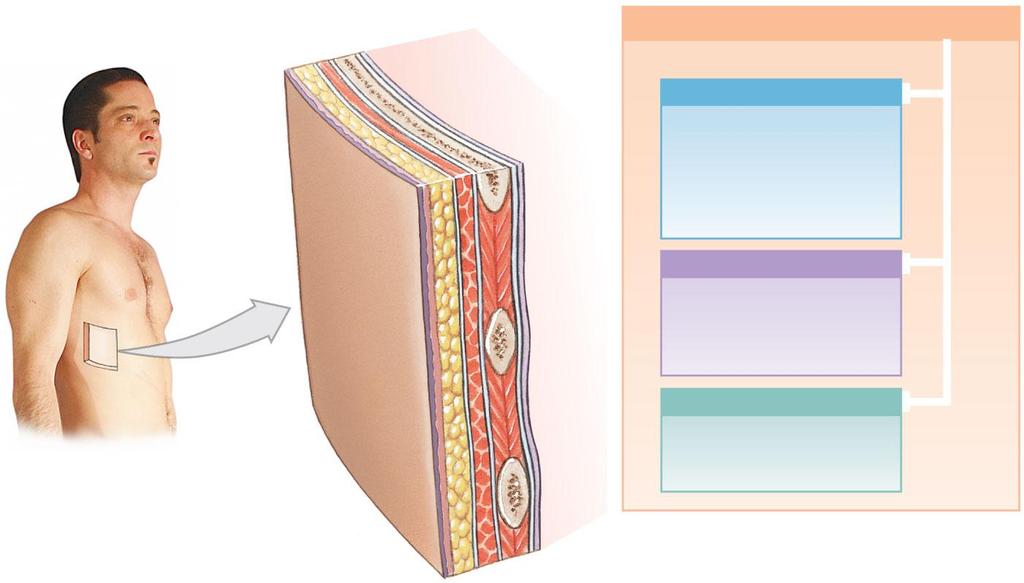 Figure 4-17 The Fasciae Body wall Connective Tissue Framework of Body Skin Body cavity Superficial Fascia Between skin and underlying organs Areolar tissue and adipose tissue Also known as