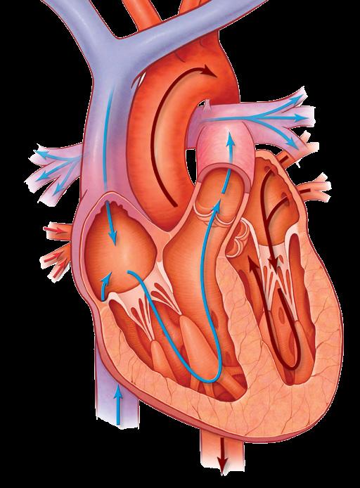 ABOUT THE HEART Cogeital Heart Disease Cogeital (from birth) heart disease (CHD) is the most commo birth defect, affectig eight i oe thousad ifats bor each year. There are may differet types of CHD.