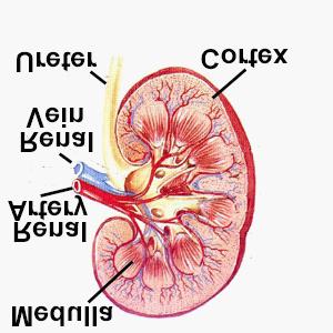 Normal Renal Function Functions of the Kidney: balances solute and water transport excretes metabolic waste products conserves nutrient